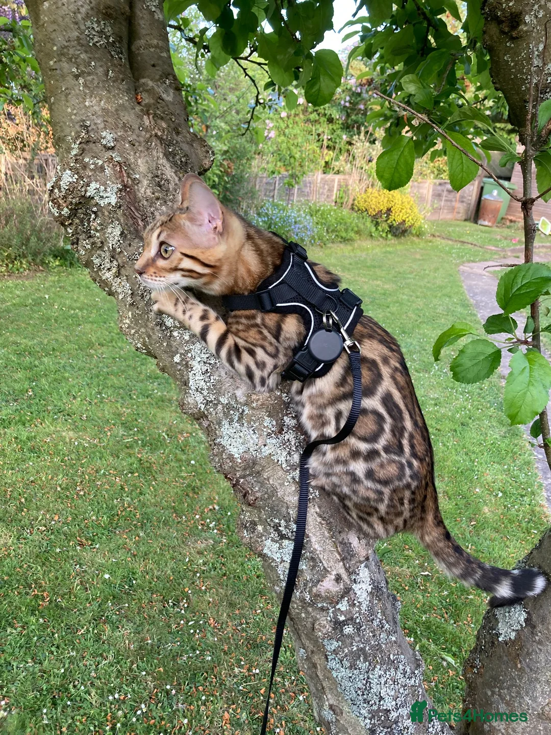Bengal cats for stud: PROVEN ♡ Handsome BENGAL STUD > Carries SNOW + SLV in Birmingham - Advert 21
