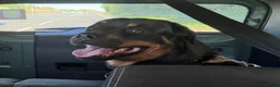 Rottweiler dogs for sale: Dog looking for forever home  in Brighton - Advert 1