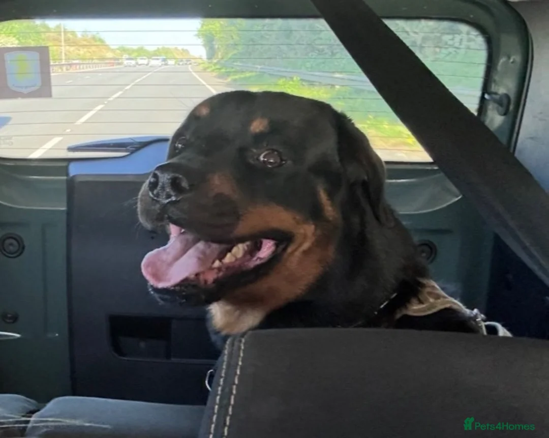 Rottweiler dogs for sale: Dog looking for forever home  in Brighton - Advert 1