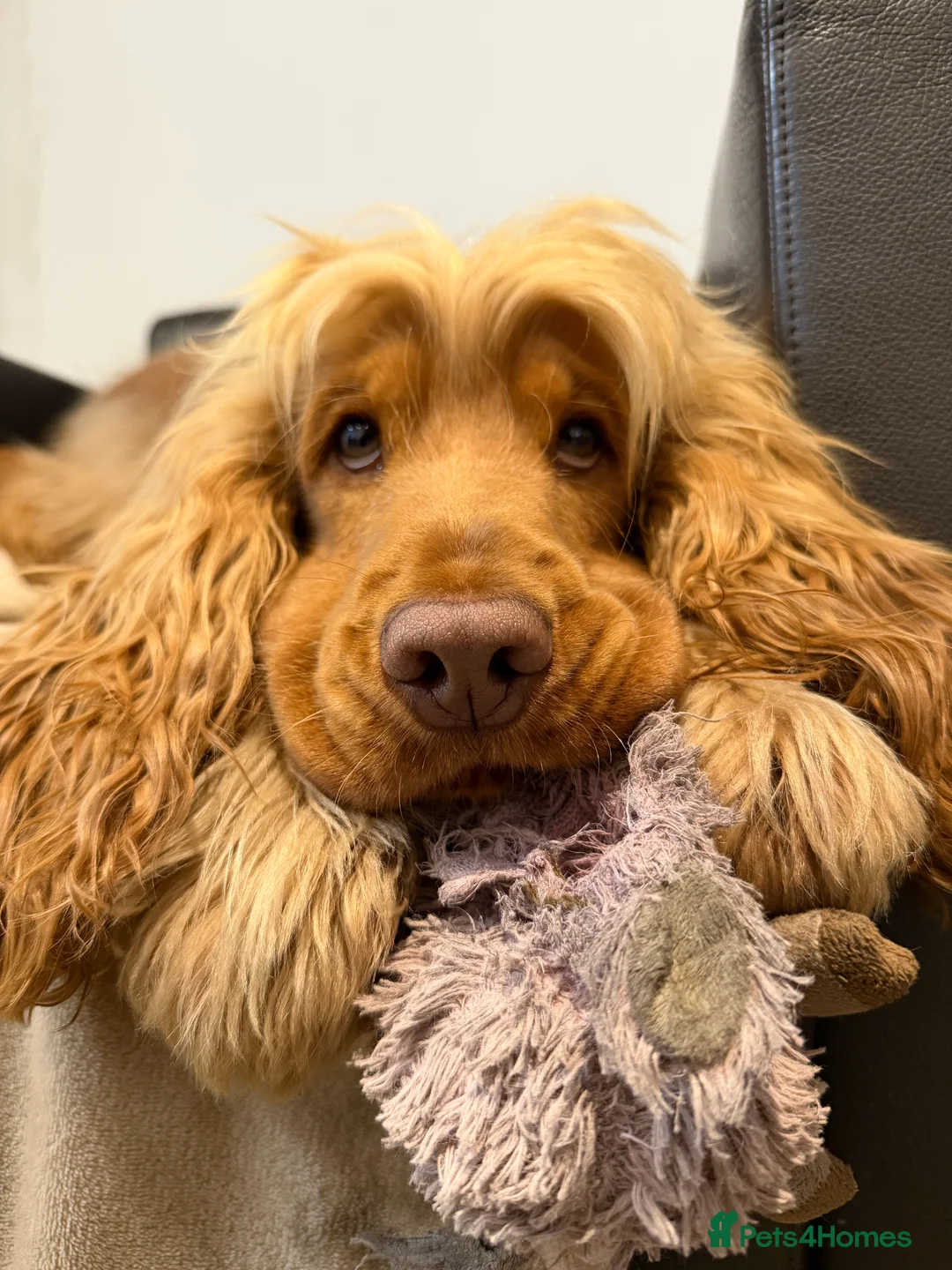 Gallery Image {{count}}