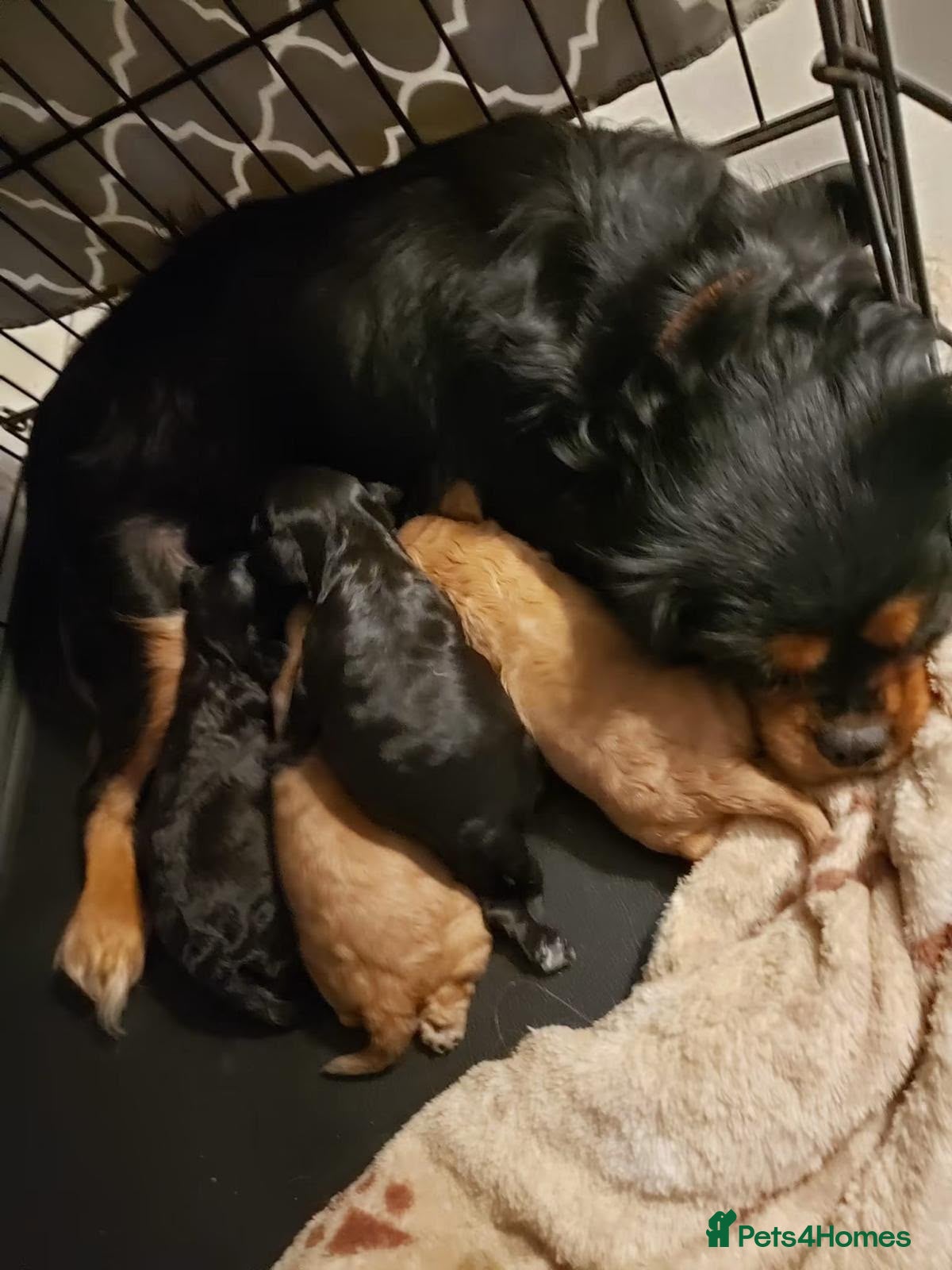 Cavalier King Charles Spaniel dogs Health tested cavalier king Charles ready to leave - Advert 1