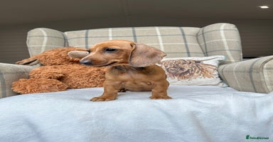 Miniature Dachshund dogs - Advert 13