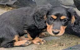 Miniature Dachshund dogs for sale: **Ready Now** Long Haired KC PRA Clear - Image 4