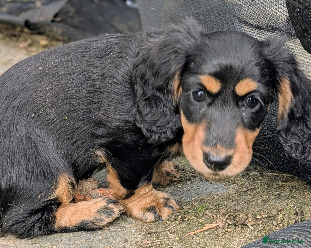Miniature Dachshund dogs for sale: **Ready Now** Long Haired KC PRA Clear - Image 4