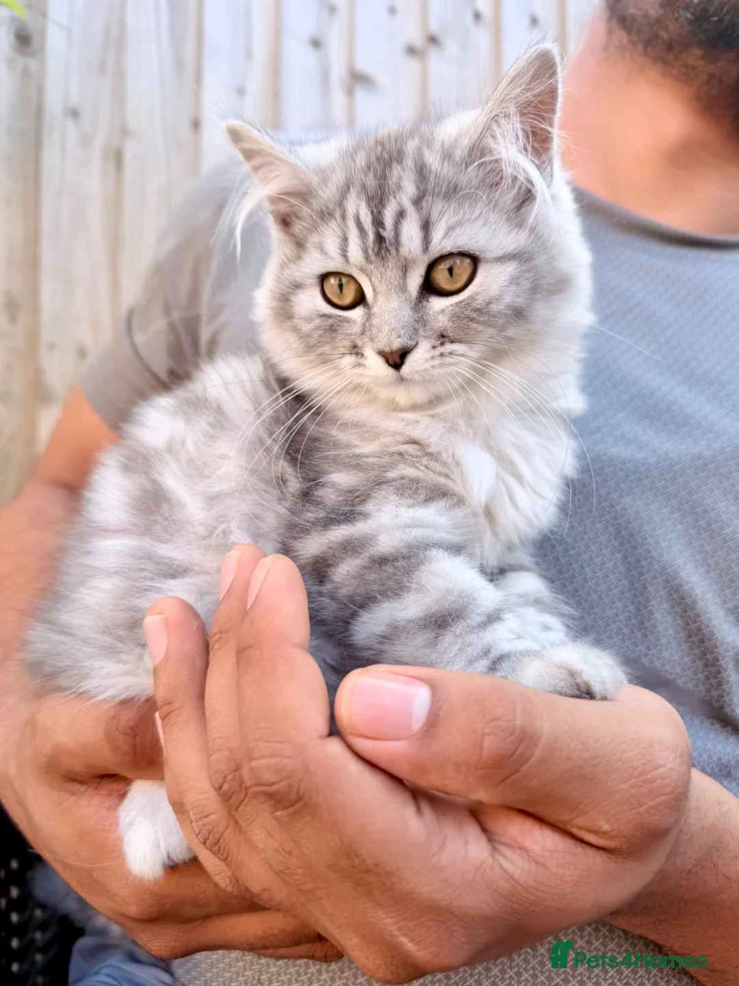 Persian cats for sale: READY TO LEAVE - Female Persian Kitten  - Advert 1