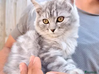 Persian cats READY TO LEAVE - Female Persian Kitten - Advert 1