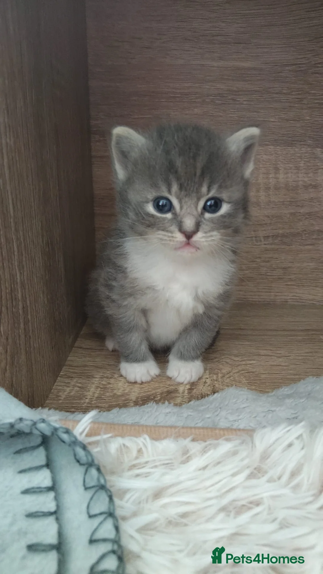 Ragdoll cats for sale: 4 Ragdoll Tabby Kittens in London - Advert 2