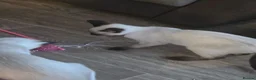 Snowshoe cats for sale: TICA Snowshoe Kitten seeking SPECIAL home - Advert 7