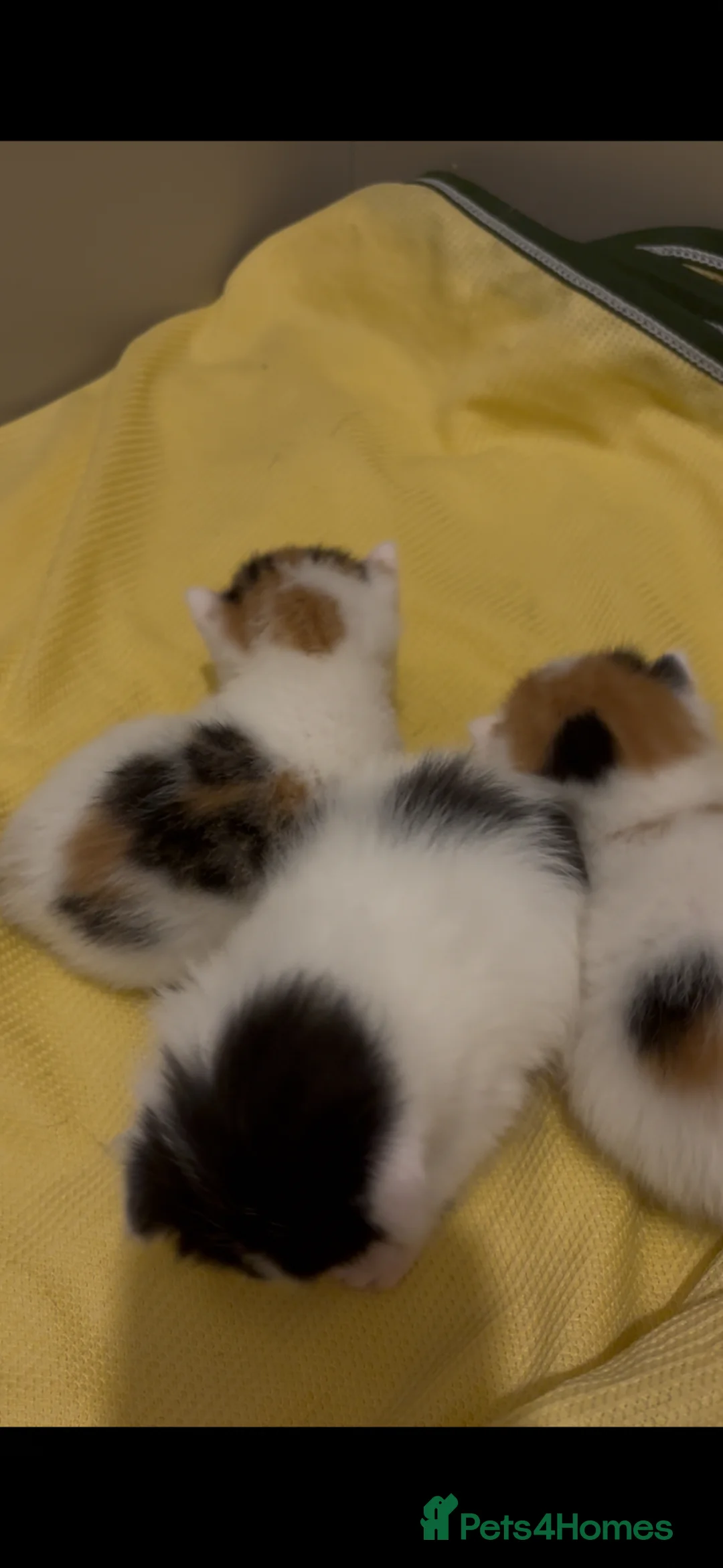 Mixed Breed cats for sale: Stunning Maine coon cross kittens 🐈 😀🌸 - Advert 2