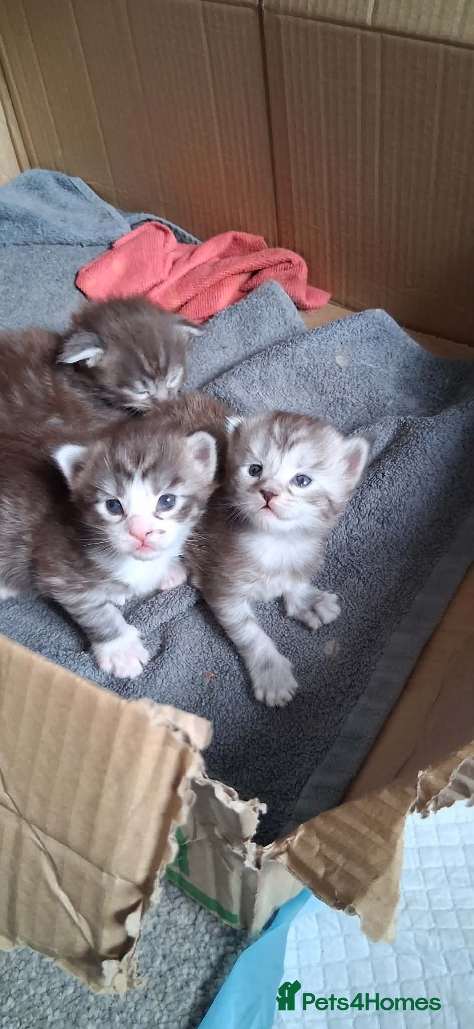 Maine Coon cats MaineCoon Kittens - Advert 5