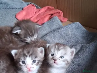 Maine Coon cats MaineCoon Kittens - Advert 5