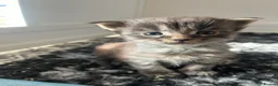 Maine Coon cats for sale: Pedigree Maine coon kittens  - Advert 7