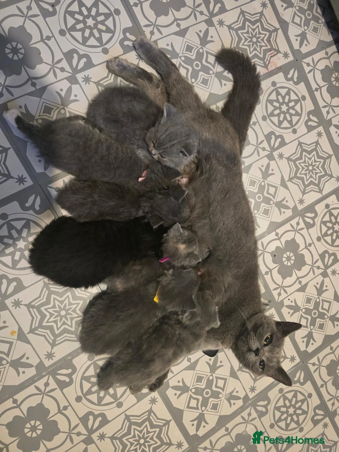 Scottish Fold cats for sale: Blue scottish fold/straight kittens - Advert 17
