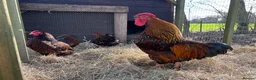 Chickens poultry for sale: Gold Laced Bantam Wyandotte Hatching Eggs  - Advert 3