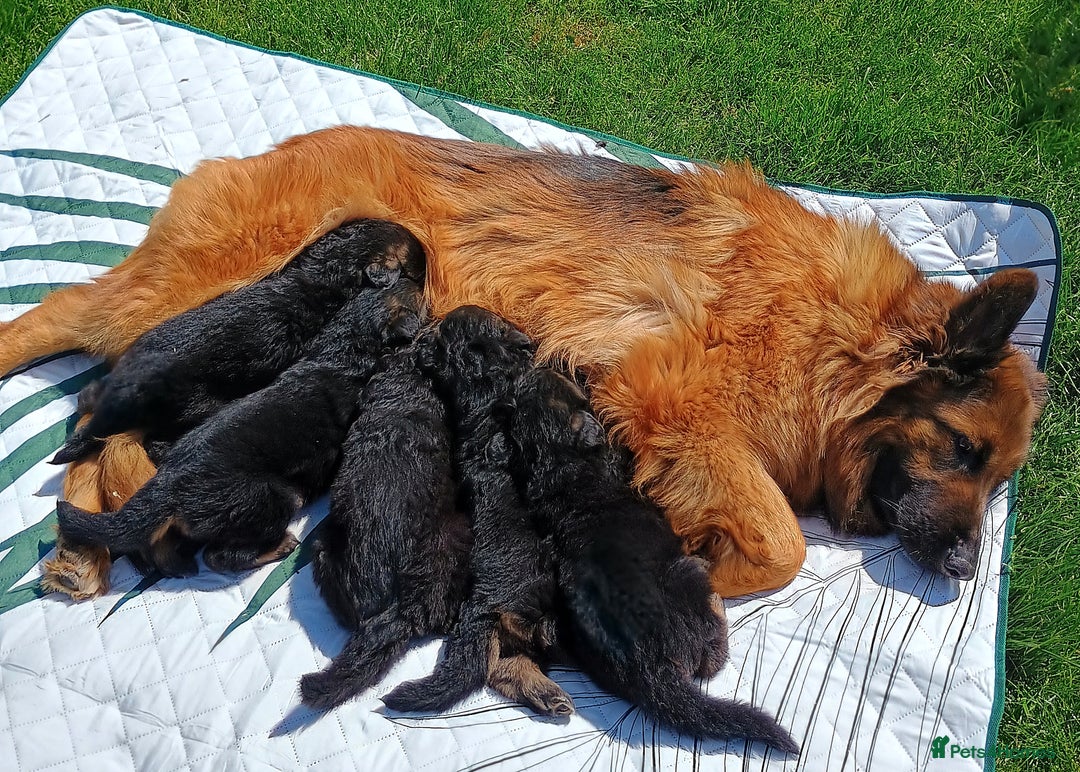 German Shepherd dogs for sale: Outstanding KC longhaired german shepherd puppies - Image 16