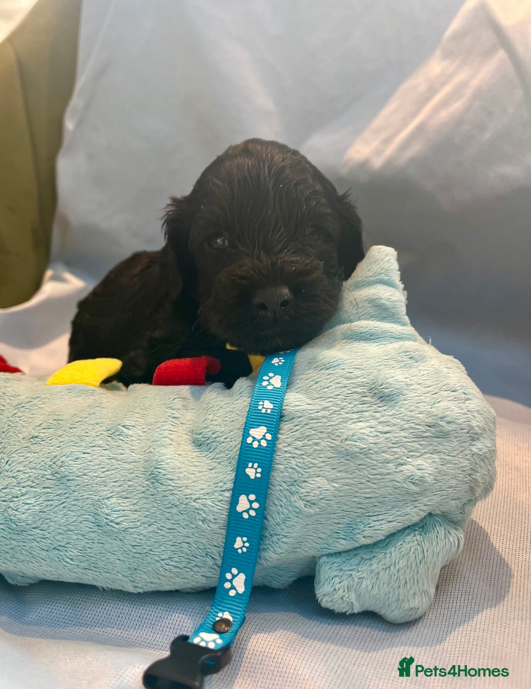 Cockapoo dogs for sale: Beautiful F1b Cockapoo puppies  - Image 7
