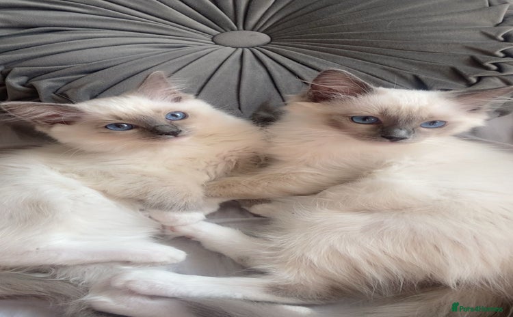 Ragdoll cats - Advert 4