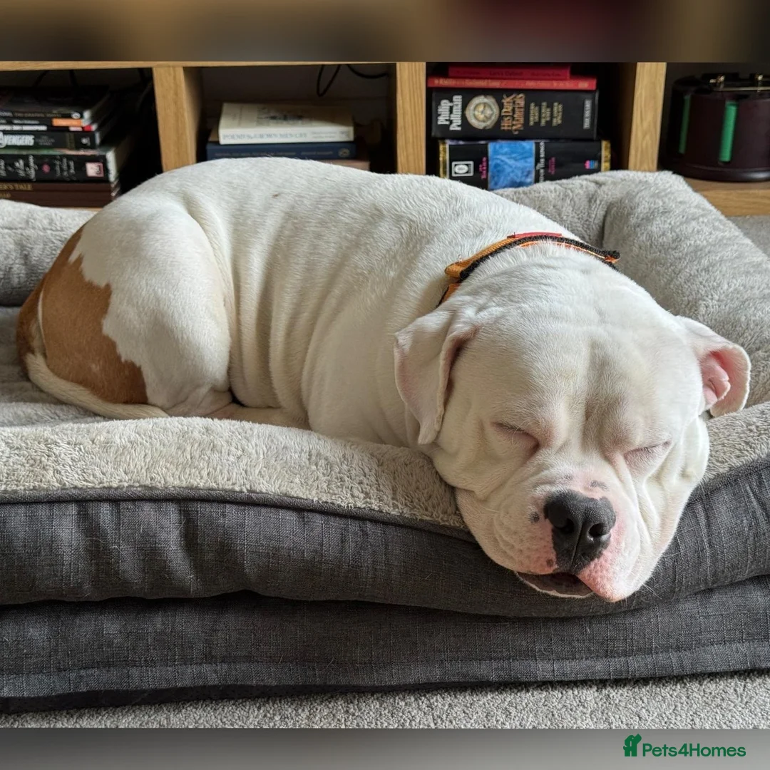 Mixed Breed dogs for adoption: FOR ADOPTION- PATCH - EASTLEIGH - Advert 6