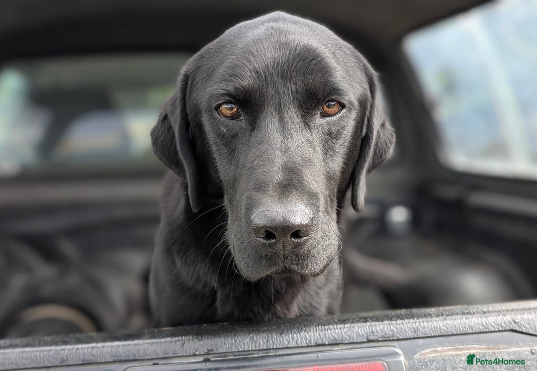 Labrador Retriever dogs for sale: Black KC Registered Labrador Puppies - Advert 12