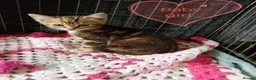 Bengal cats for sale: Bengal Cross kittens  - Advert 6