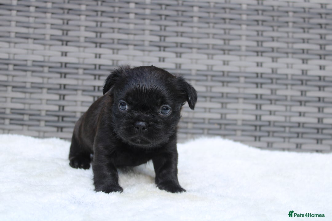 Mixed Breed dogs for sale: French bulldog X imperial shih tzu  - Image 15