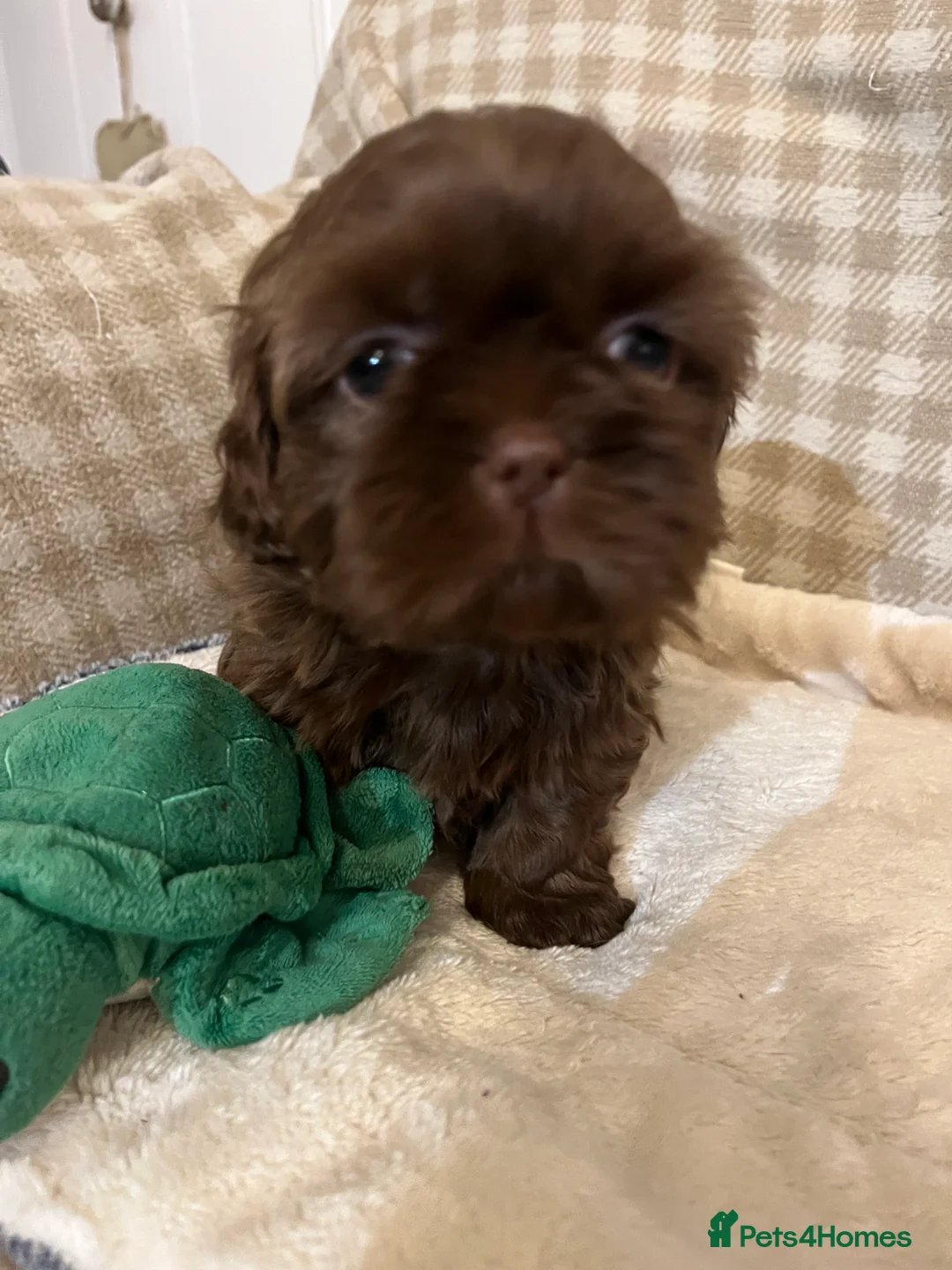 Shih Tzu dogs for sale: Adorable lavender & chocolate Shih Tzu puppies  - Advert 8