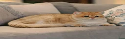 British Longhair cats for sale: Stunning BLH boy Black Golden Sunshine (nv 12) - Advert 4