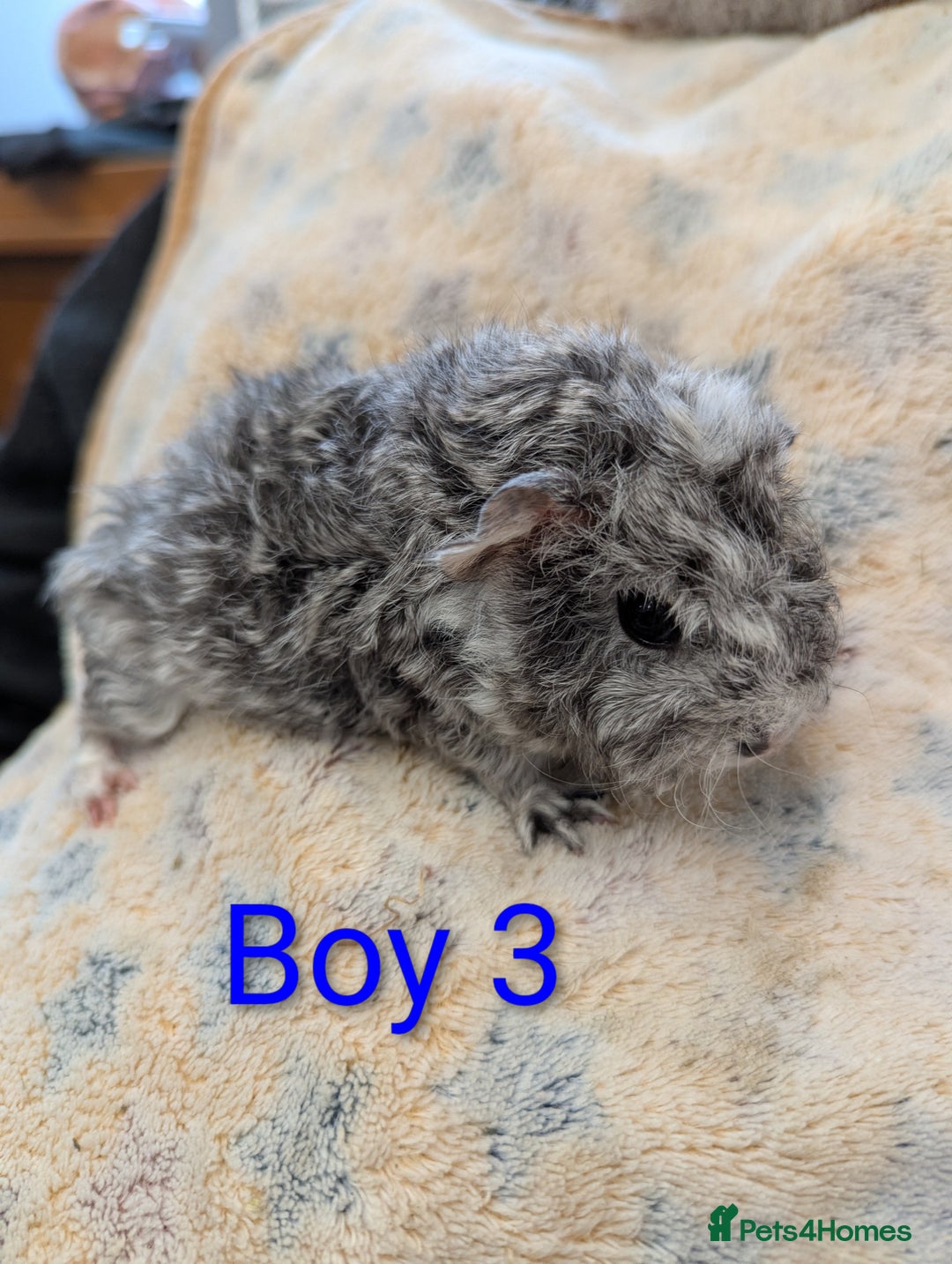 Guinea Pig rodents for sale: Guinea pigs babies & adults. Lunkarya cross breed - Advert 7