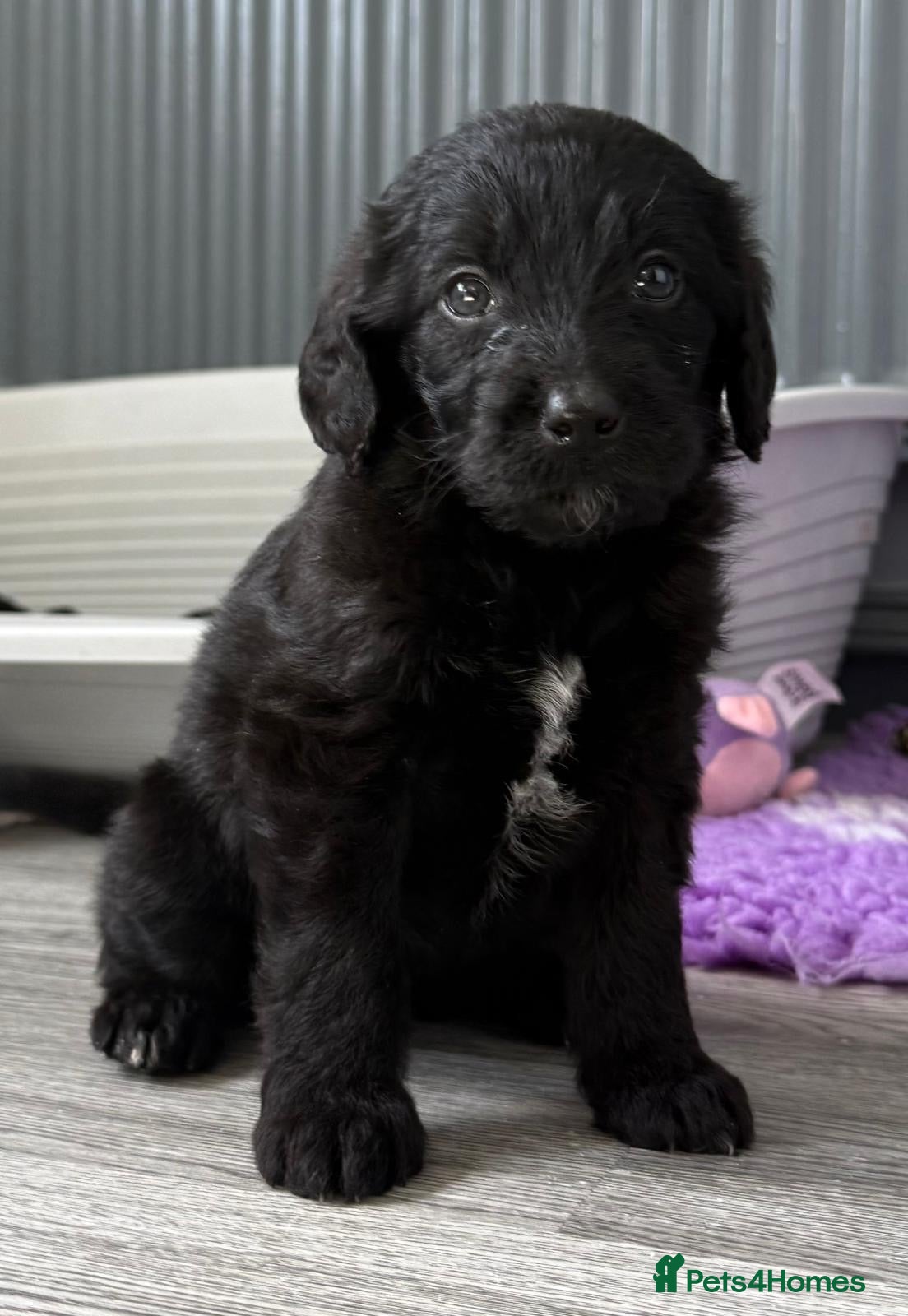 Labradoodle dogs F1B Labradoodle puppies (medium size) - Advert 2