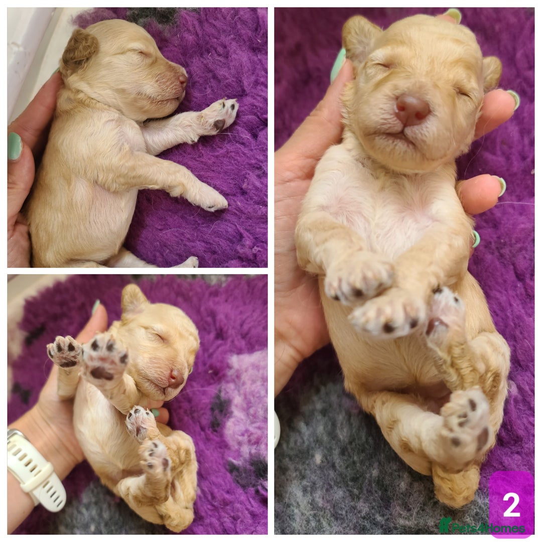 Cockapoo dogs for sale: F1b Cockapoos. Boys & Girls. DNA HEALTH TESTED - Image 9
