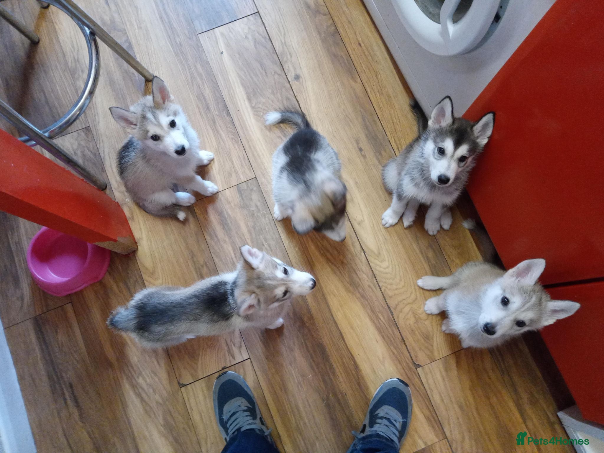 Siberian Husky dogs Siberian Huskie puppies for sale - Advert 4