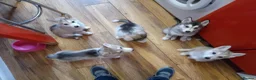 Siberian Husky dogs for sale: Stunning Siberian Husky puppies for sale - Advert 9