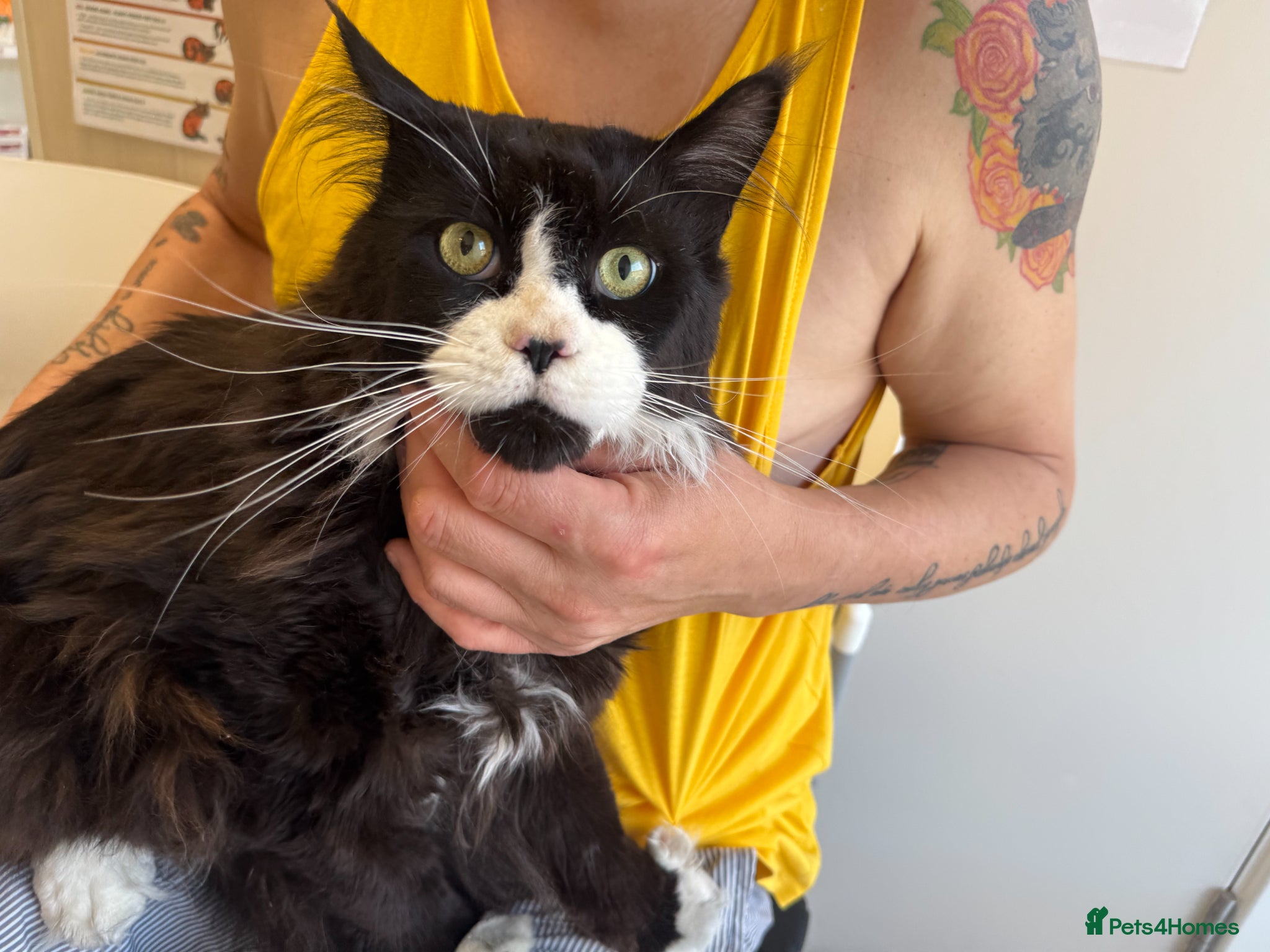 Maine Coon cats for sale: GCCF Registered Maine Coon Shaded Line Kittens - Advert 12