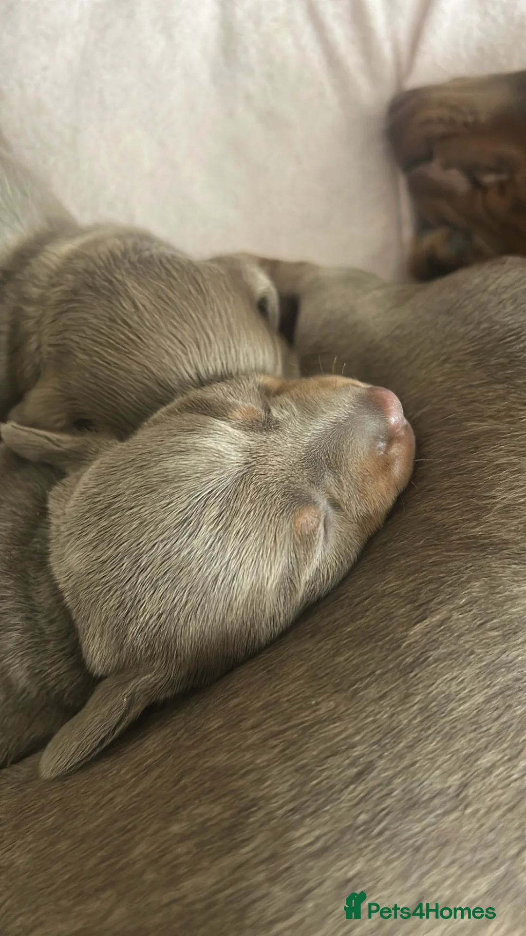Miniature Dachshund dogs for sale: Beautiful Mini Dachshund Puppies  - Advert 2
