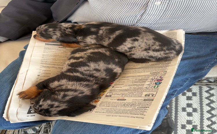 Dachshund dogs - Advert 1
