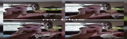 Dalmatian dogs for sale: Last 2 handsome boys Dalmatian puppies  - Advert 8