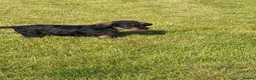 Dachshund dogs for sale: Standard Wire-Haired Dachshund Puppies - Advert 11