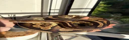 Python Snake reptiles for sale: Beautiful female Royal Pythons - Advert 4