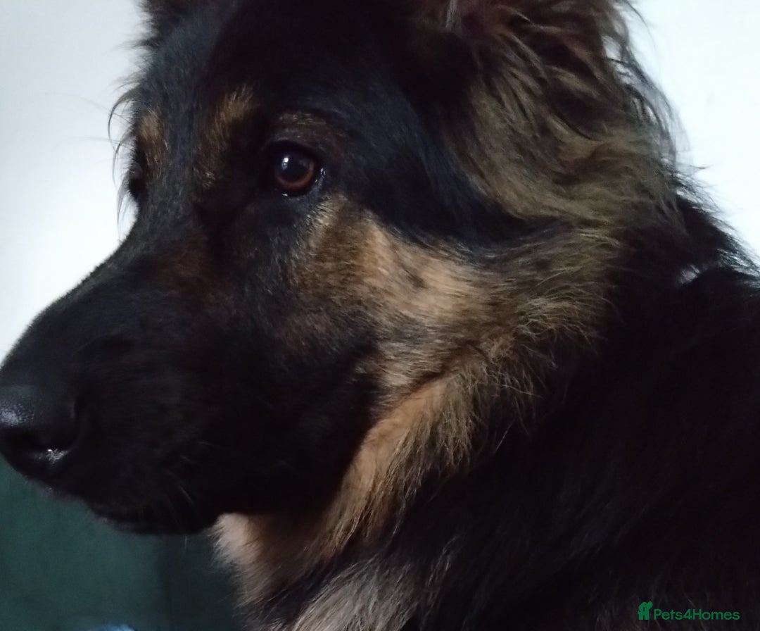 German Shepherd dogs for sale: Looking for a new home  - Advert 3