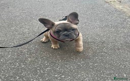French Bulldog dogs for sale: NOW REDUCED, final 2 KC reg frenchies in Sheffield - Image 14