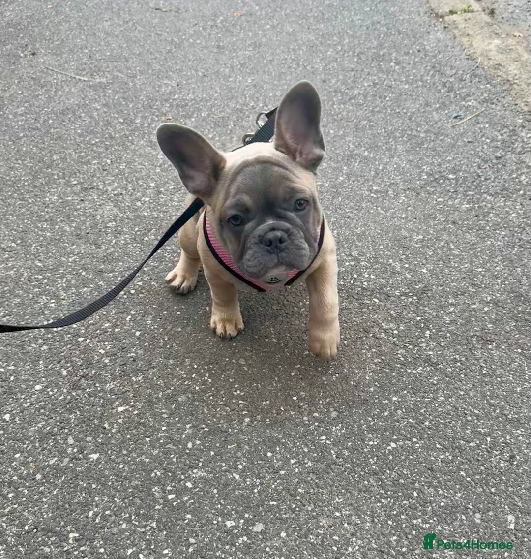 French Bulldog dogs for sale: NOW REDUCED, final 2 KC reg frenchies in Sheffield - Image 14