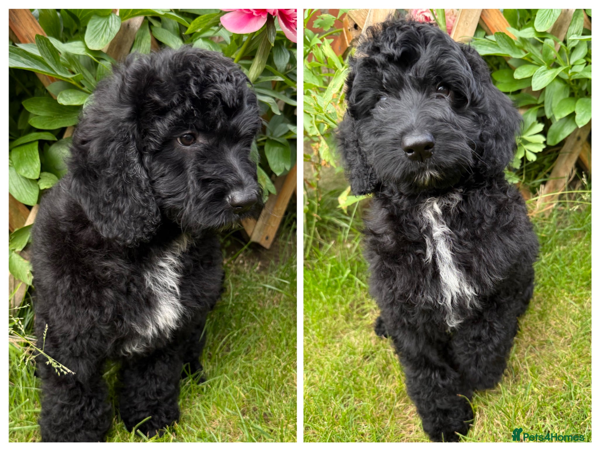 Australian Labradoodle dogs the last boy is ready for his new home - Advert 2