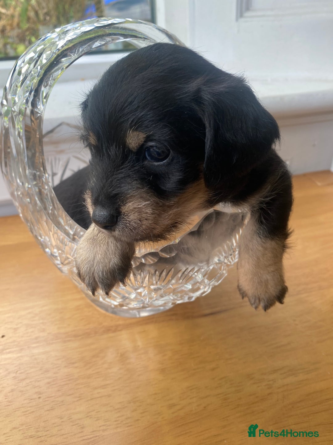 Mixed Breed dogs for sale: Doxie - chon puppies for sale - Image 11