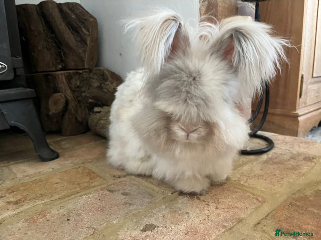 Angora rabbits for sale: Fully Vaccinated English Angoras ♥️ - Advert 19