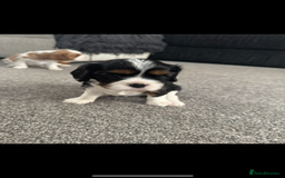 Cavalier King Charles Spaniel dogs for sale: Cavalier King Charles spaniel puppies - Image 6