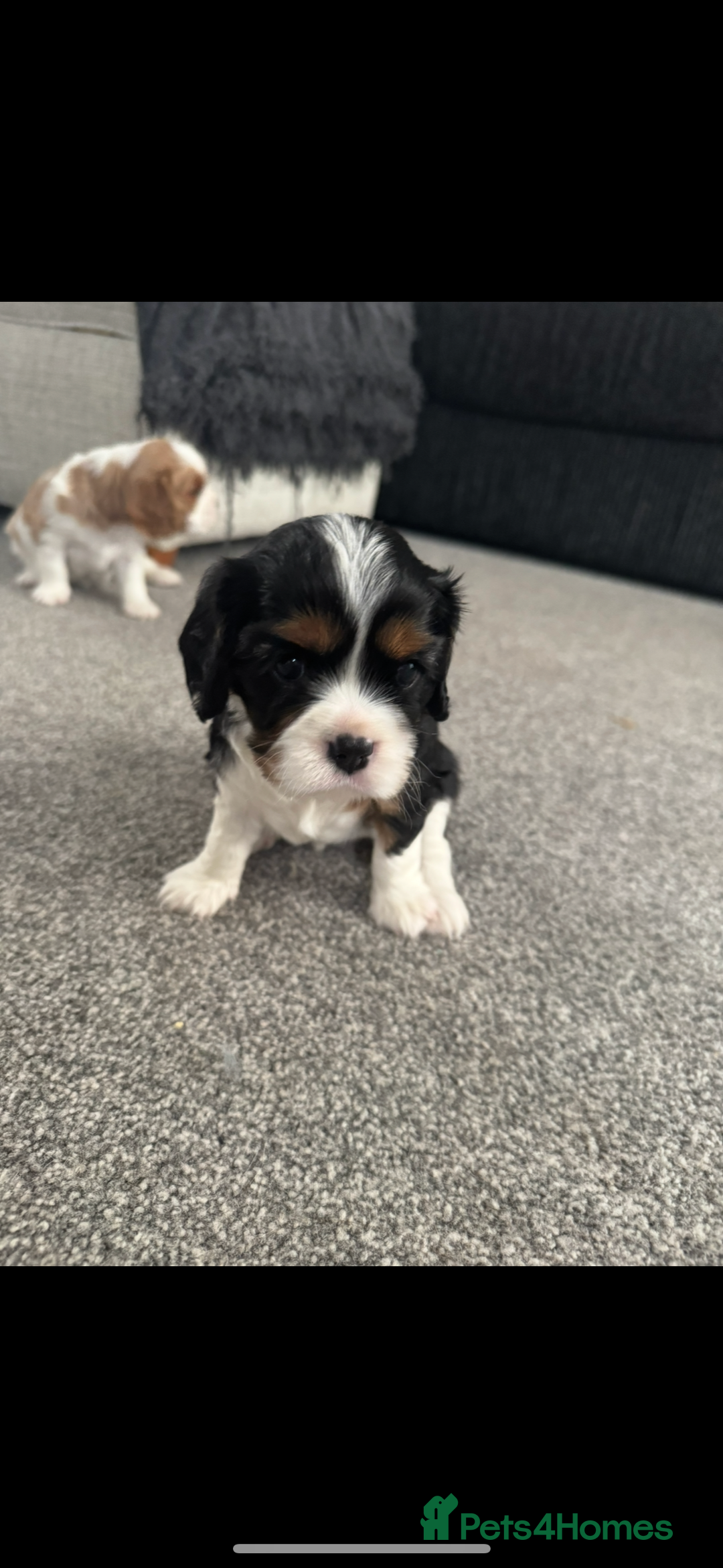 Cavalier King Charles Spaniel dogs for sale: Cavalier King Charles spaniel puppies - Image 6