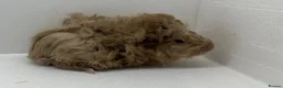 Guinea Pig rodents for sale: Stunning! Female & Male Baby Alpaca Guineapigs  - Advert 8
