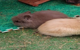 Lionhead rabbits for sale: Beautiful Double Maned Lionhead Babies - Image 8