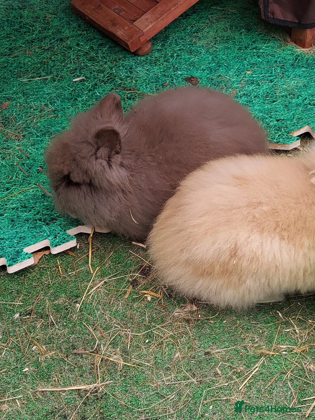 Lionhead rabbits for sale: Beautiful Double Maned Lionhead Babies - Image 8