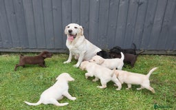 Labrador Retriever dogs for sale: Quality Health Tested Labrador Puppies - Image 14